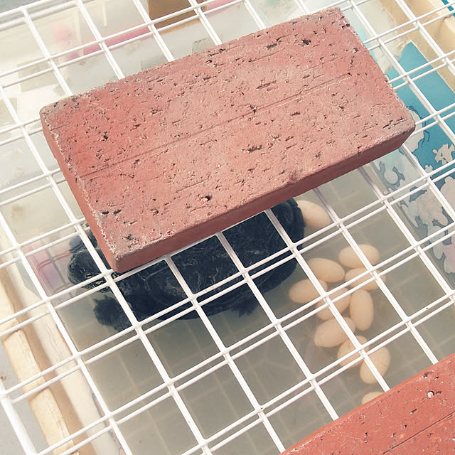 futukoさんの実例写真