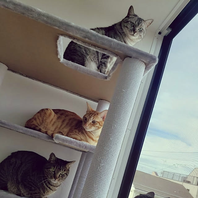 realさんの実例写真