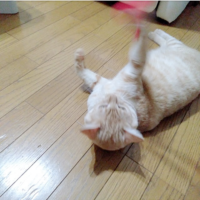 heart.emiemi57.whiteさんの実例写真