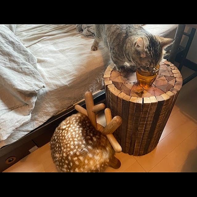 kajikissaさんの実例写真