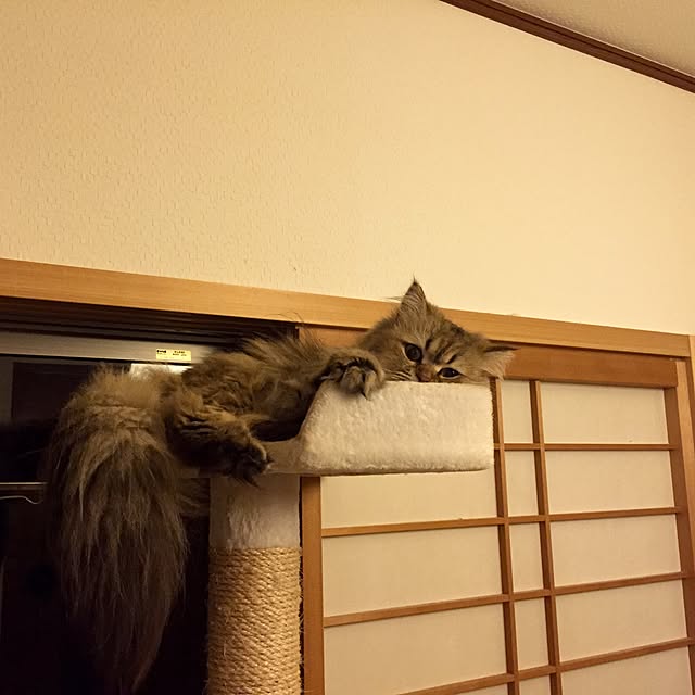butachanさんの実例写真