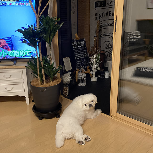 junさんの実例写真