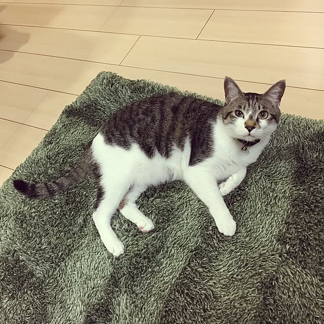 ...tomo...さんの実例写真