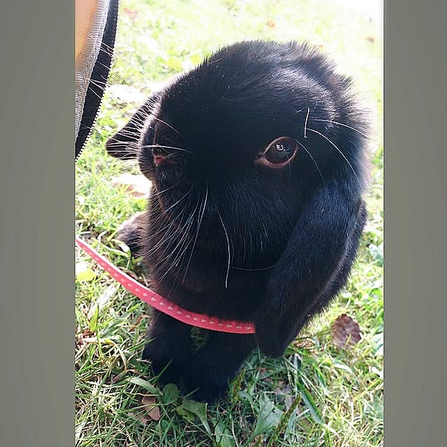 kosumoさんの実例写真