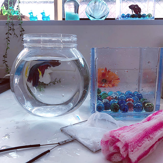 koyuriさんの実例写真