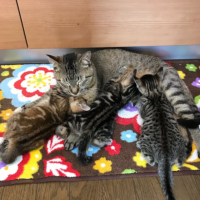 pepeさんの実例写真