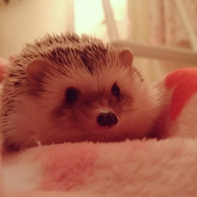 kuruさんの実例写真