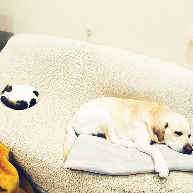 paletoneさんの実例写真