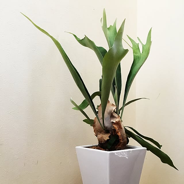 hiroroさんの実例写真