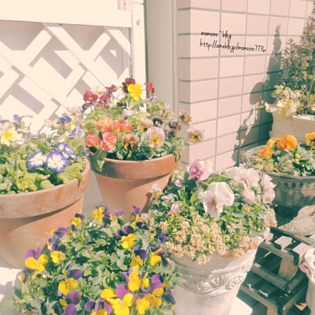 momoiroさんの実例写真