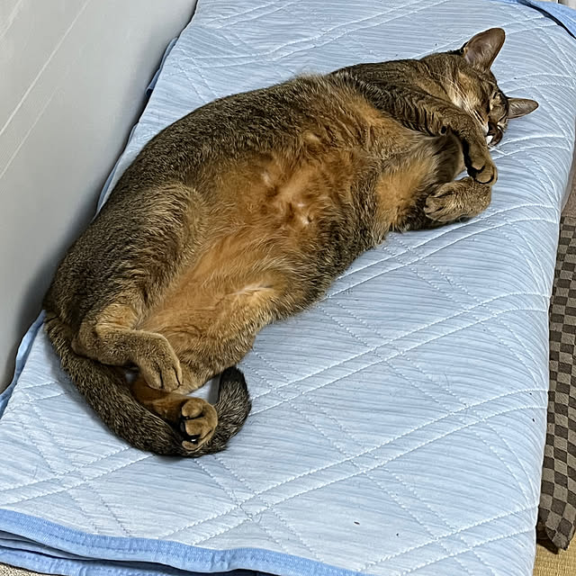 zabonzabonさんの実例写真