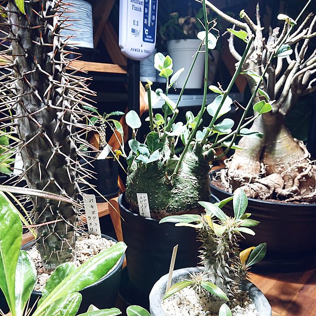 ot-gardenさんの実例写真