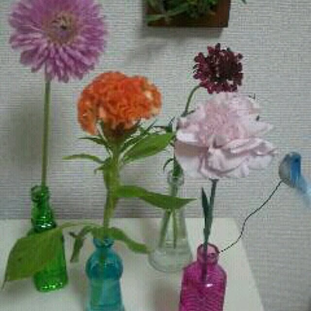 棚/植物のインテリア実例 - 2013-10-14 20:58:22