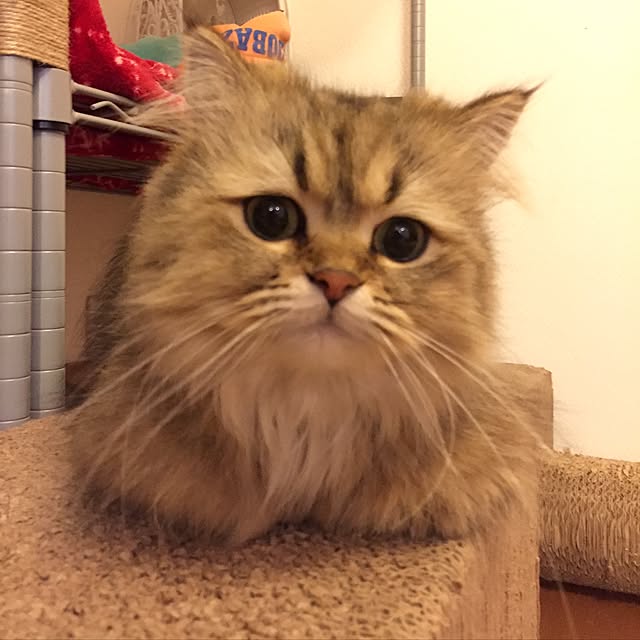 butachanさんの実例写真
