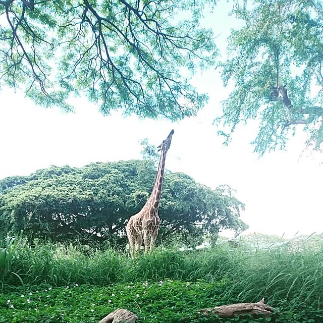 実例写真