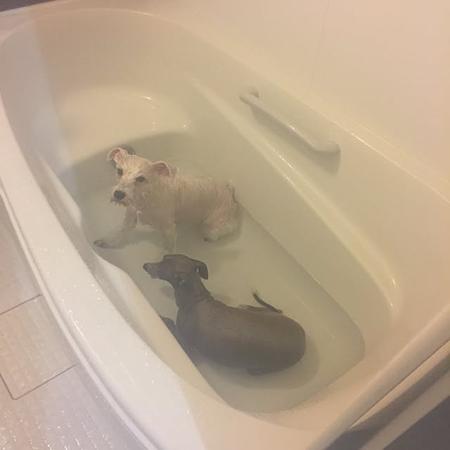 suzyさんの実例写真