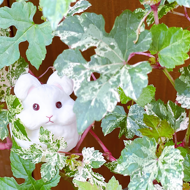 miechuraさんの部屋