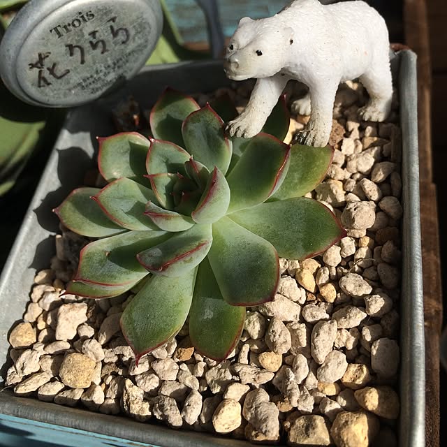 aihanさんの実例写真