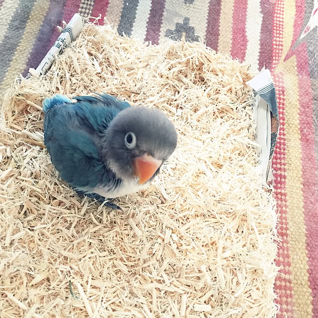hamakoさんの実例写真