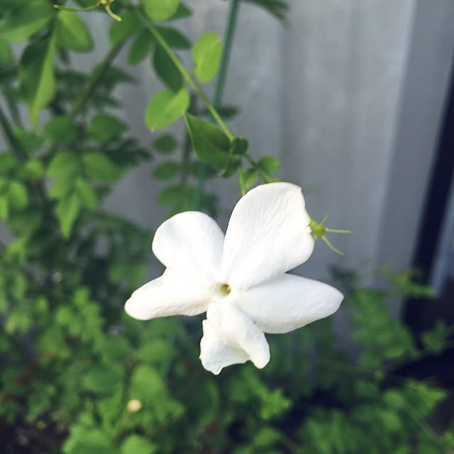 bibianさんの実例写真