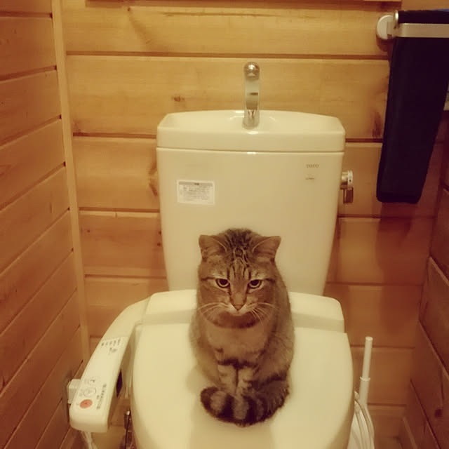 Maki-nekomamireさんの実例写真