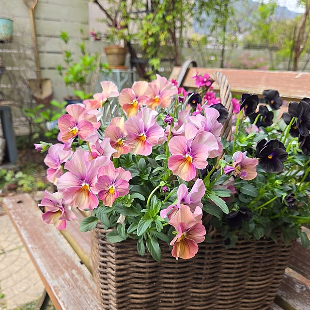 min_nimさんの部屋