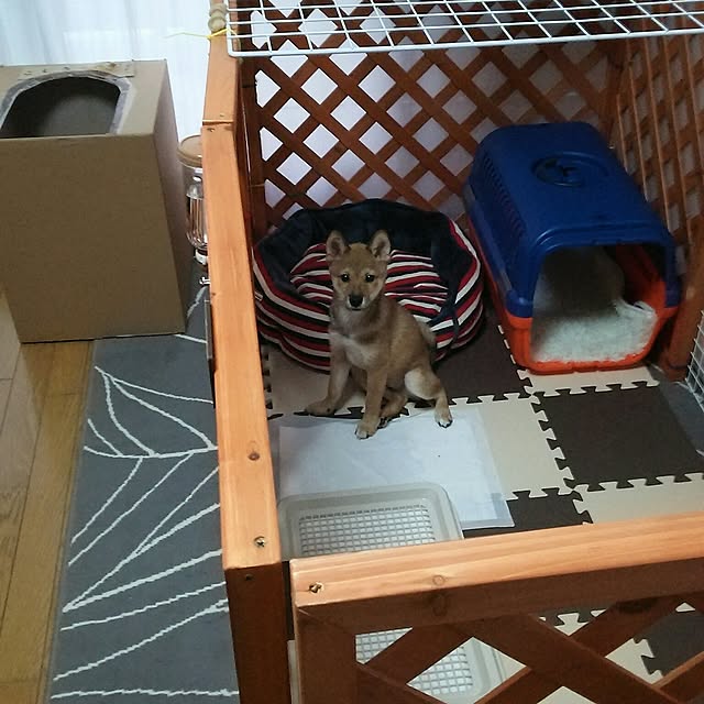 実例写真