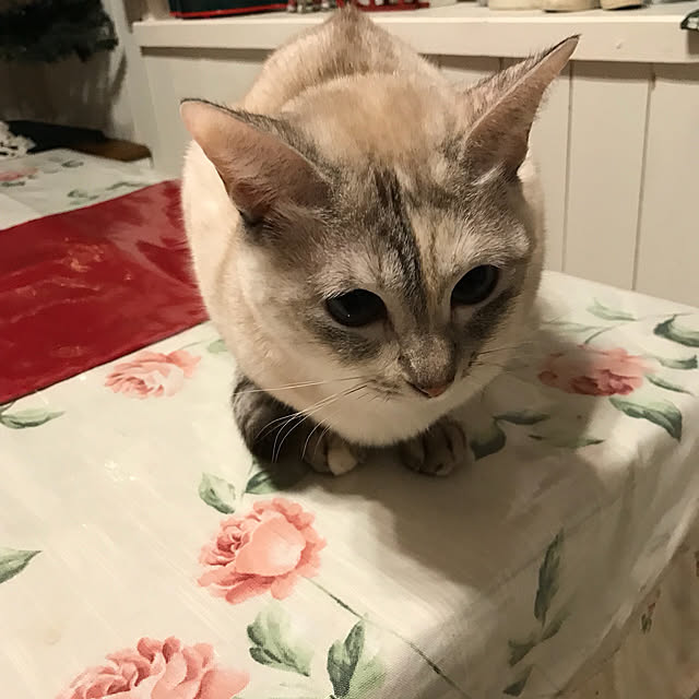 merisannさんの実例写真