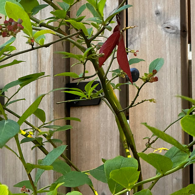 chacoさんの部屋