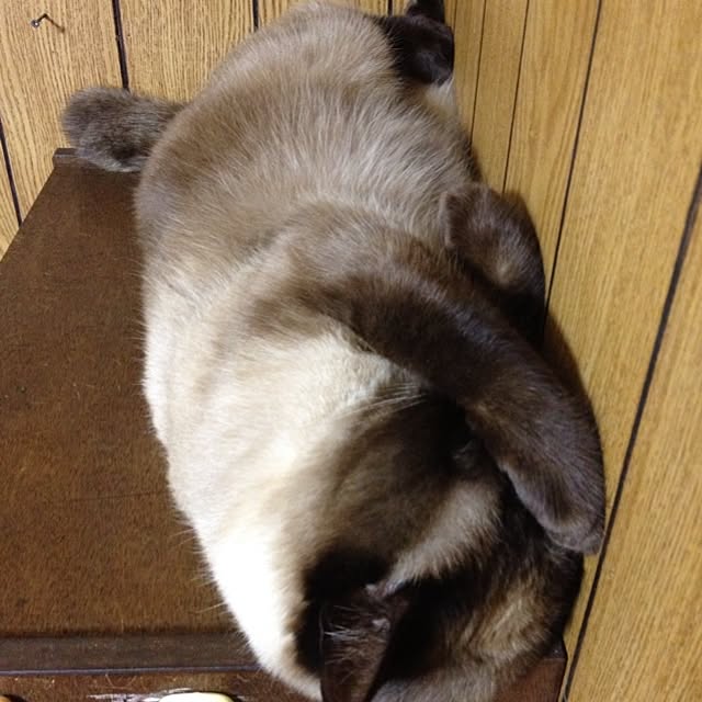 salyuさんの実例写真