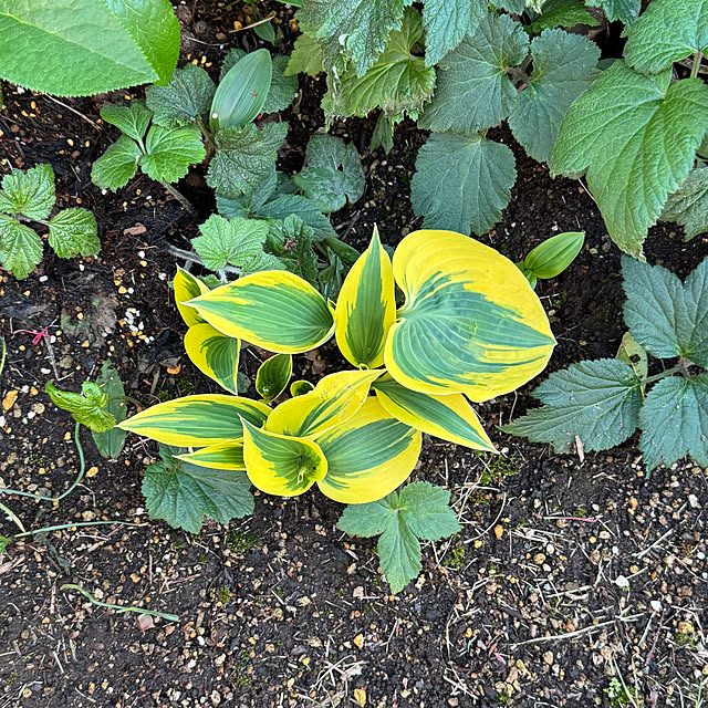 mamizaさんの部屋