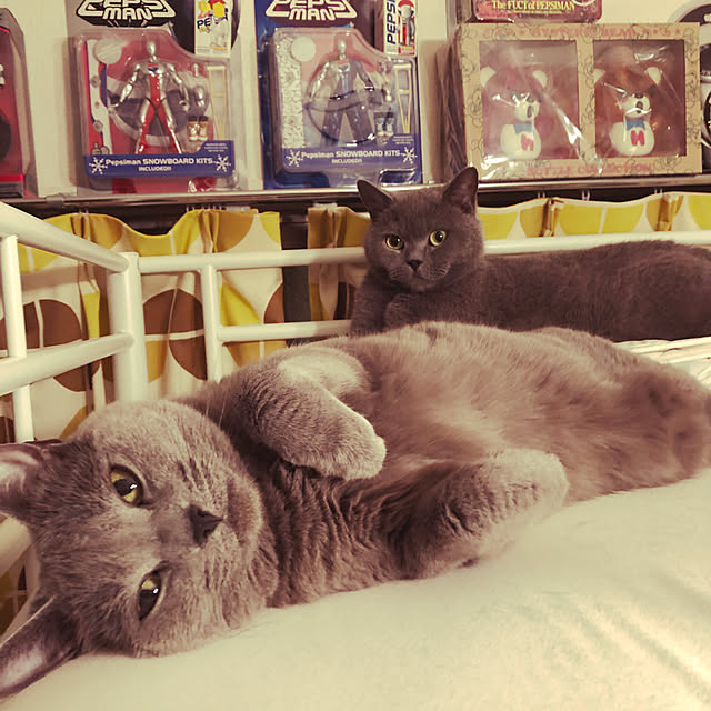 ikettenさんの実例写真