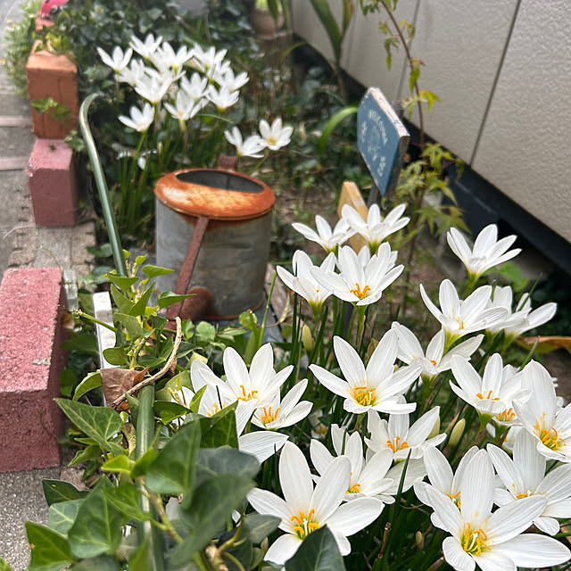 Fumiさんの実例写真
