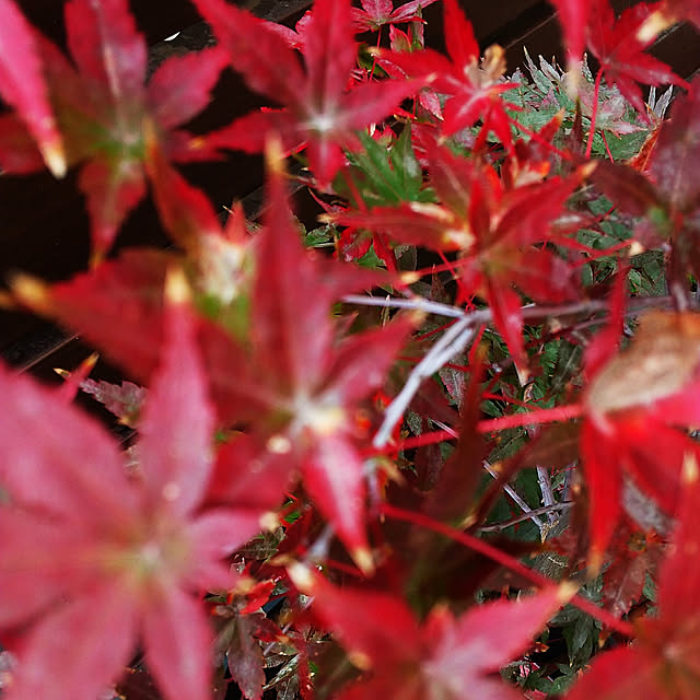 hanano087さんの実例写真
