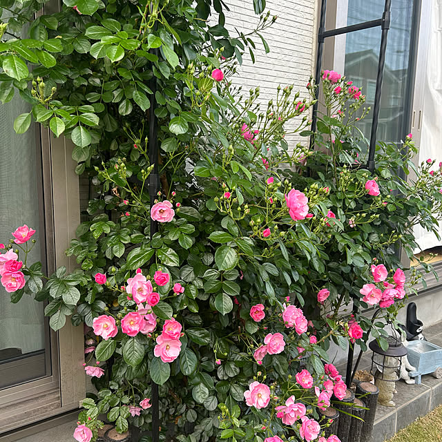 miukiさんの部屋