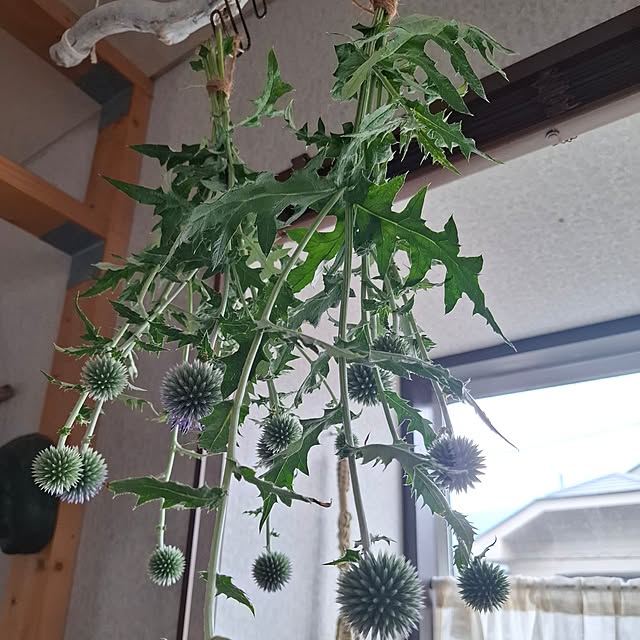 midoriさんの実例写真