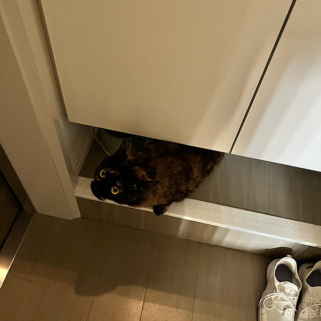 賃貸/ねこのいる日常/ねこと暮らす。/アパート暮らし/ワンルーム...などのインテリア実例 - 2022-08-06 01:02:29