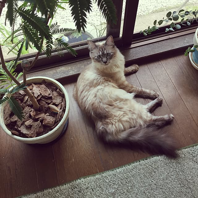 chikoさんの実例写真