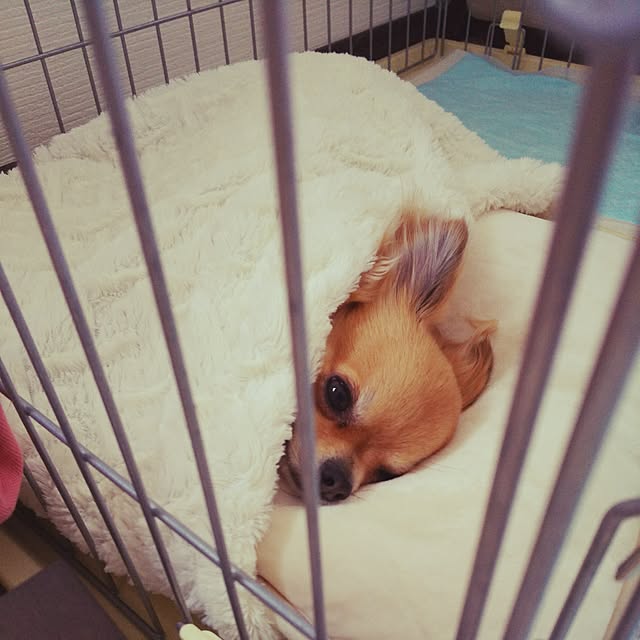 kojikojiさんの実例写真