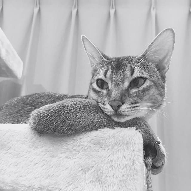 sakineko528さんの実例写真