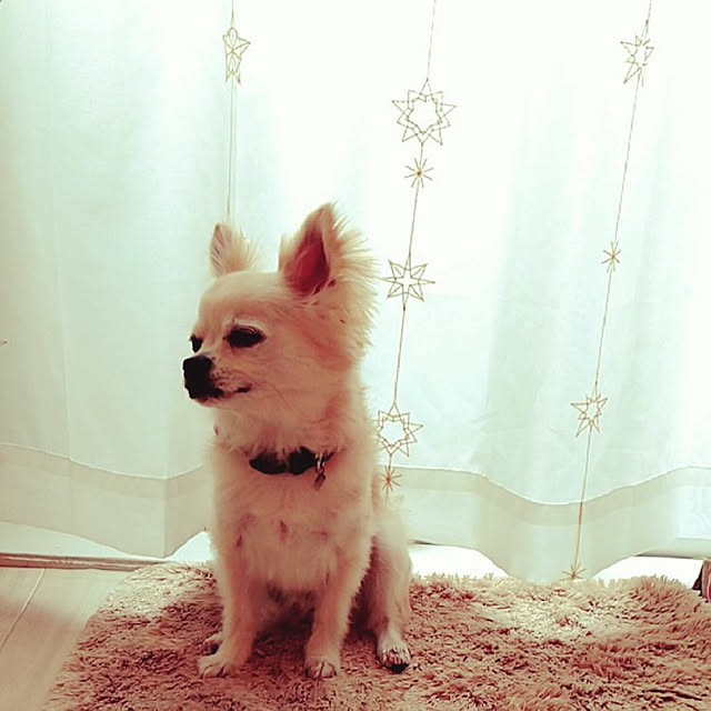 nob0309さんの実例写真