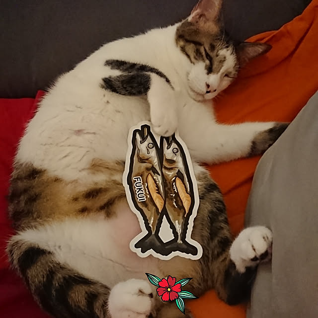 実例写真