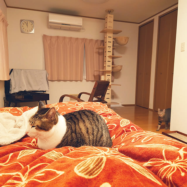 nachiさんの実例写真