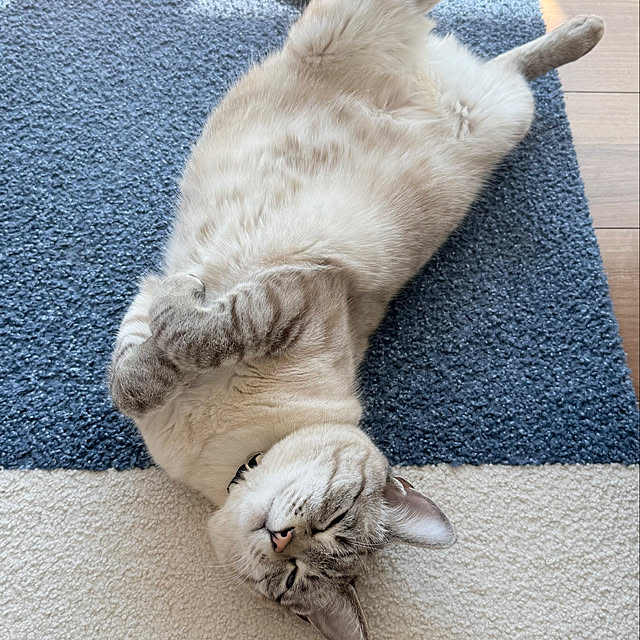 amさんの実例写真