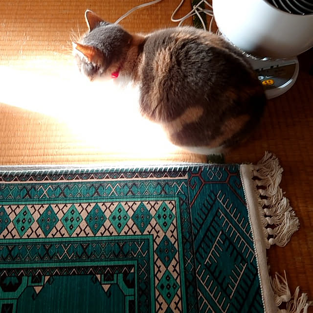 fukuさんの実例写真