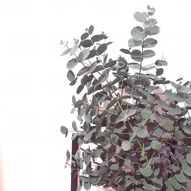 KotoRiさんの実例写真