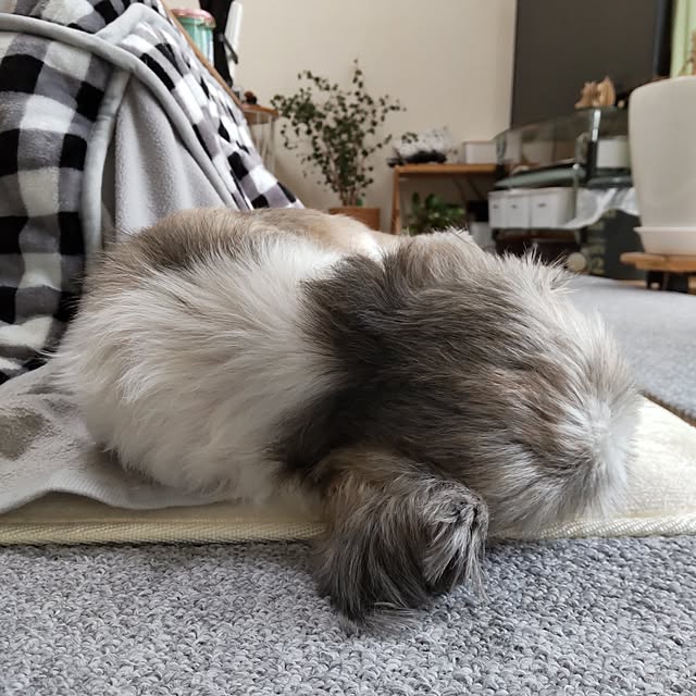 akipopoさんの実例写真