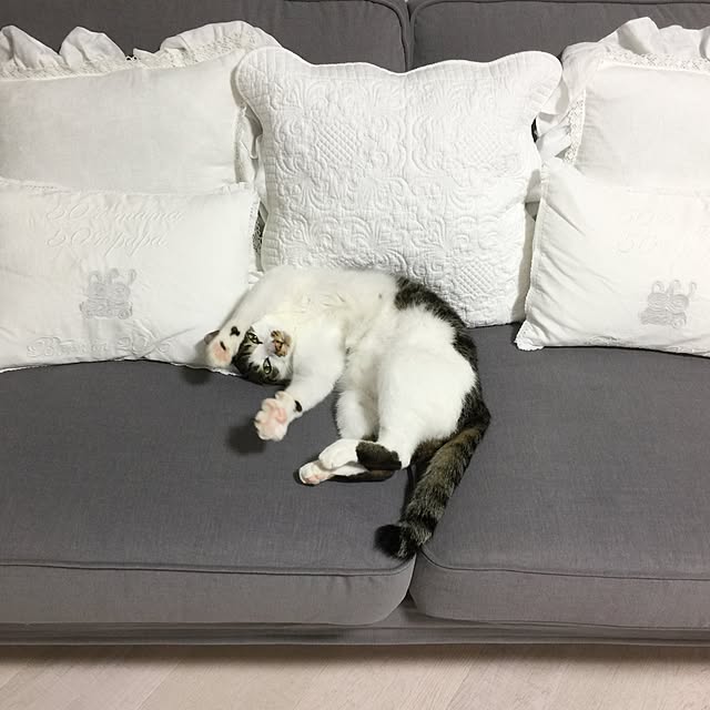 yuchiさんの実例写真