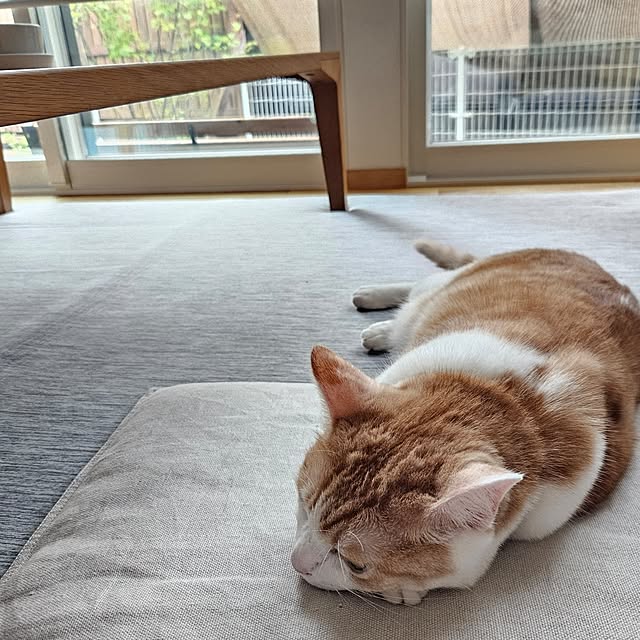 koyurizuさんの部屋