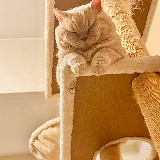 naokoさんの実例写真